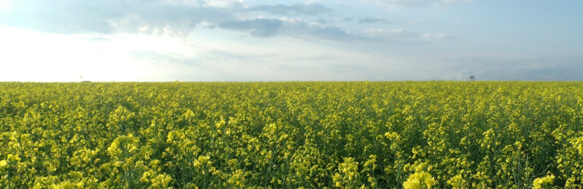 Canola fields in Saskatchewan — Translation Agency of Saskatchewan